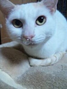 Kucing Masuk Angin