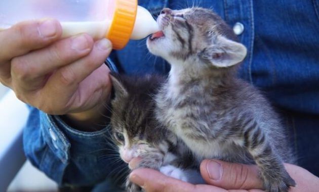 Penyebab Anak Kucing Tidak Mau Menyusu » KucingMania