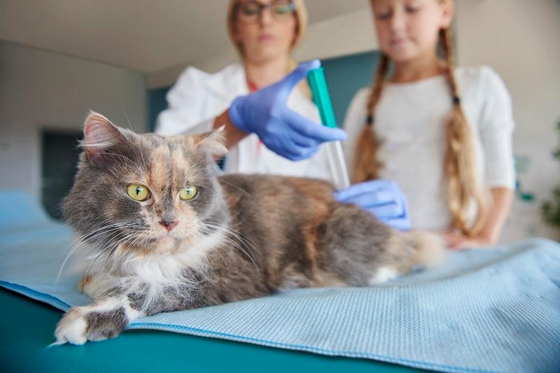 Apakah Akibat Kucing Tidak Divaksin? Akibat kucing tidak divaksin