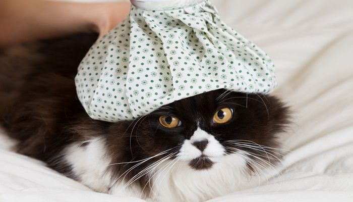 Telinga Kucing Dingin