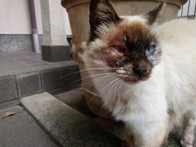 Akibat kucing tidak divaksin