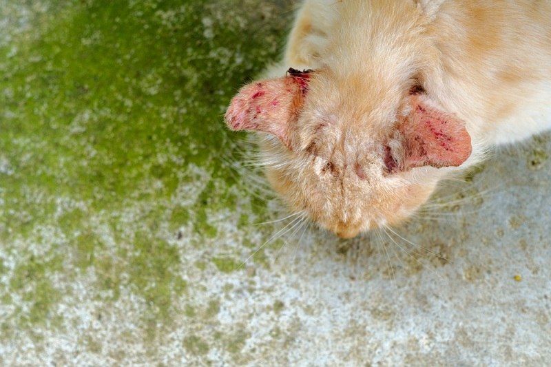 Mengobati Jamur Pada Kucing Jamuran pada kucing