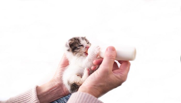 Susu Manusia Yang Cocok untuk Anak Kucing