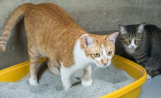 Jenis Pasir Kucing: Pilih yang Cocok untuk Kucingmu Jenis Pasir Kucing