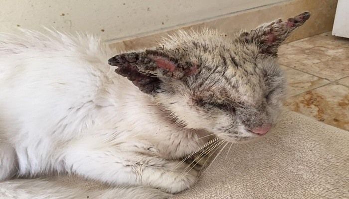 Kucing Scabies