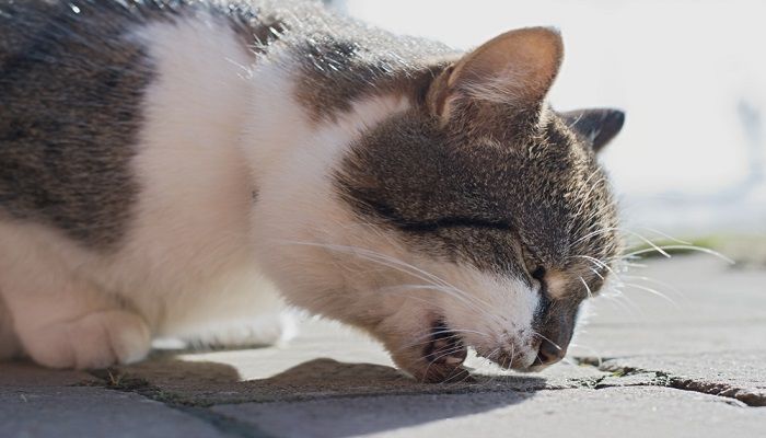Cara mengobati kucing Keracunan