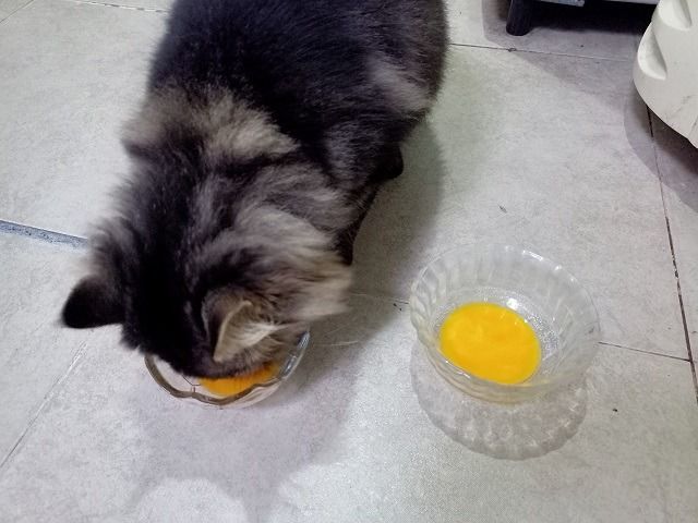 Cara Memberikan Kuning Telur Pada Kucing