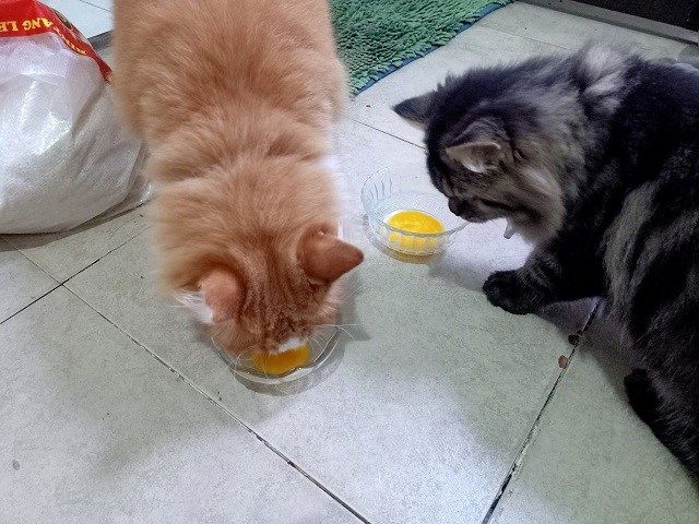 Cara Memberikan Kuning Telur Pada Kucing » KucingMania