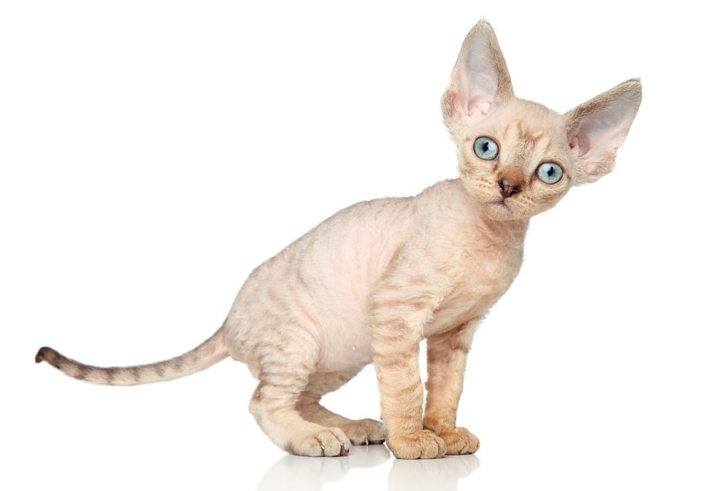 Kucing Mini Devon Rex