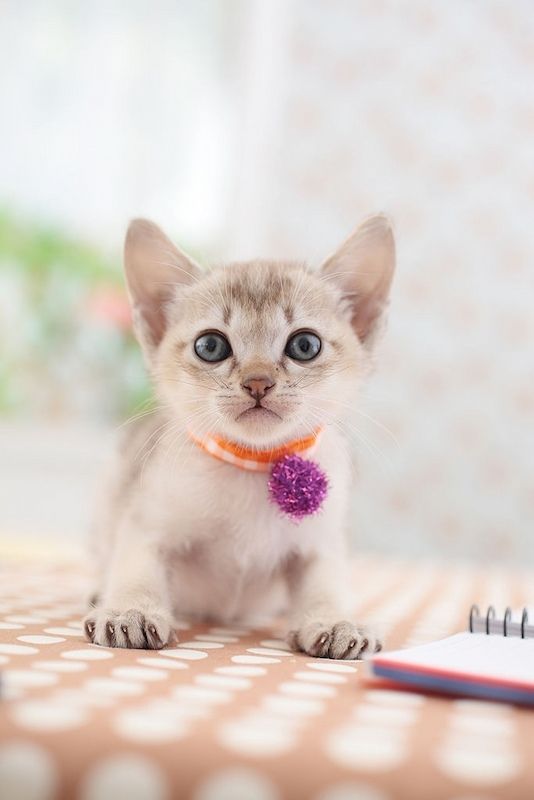 Kucing Mini Singapura
