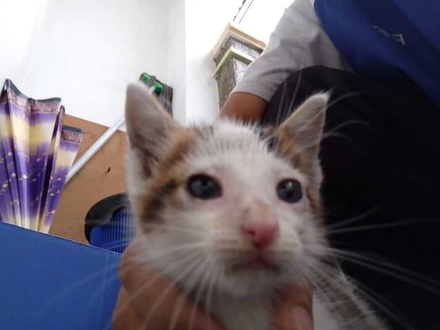 Kucing lucu dibuang begitu saja