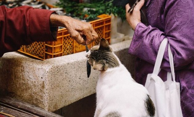 Variasi Makanan Kucing Selain Ikan » KucingMania