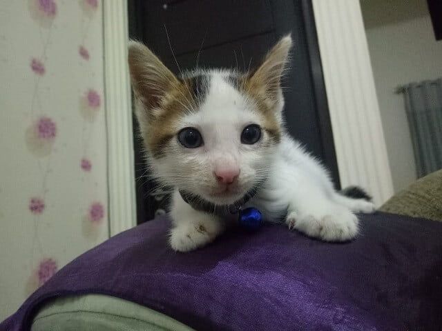 Mata popo sudah membaik dan bersih