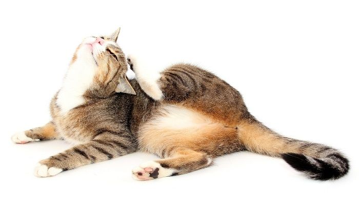 Mengobati Kutu Telinga Kucing
