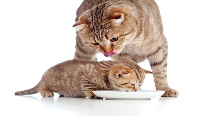 Pilihan Makanan Kucing Selain Ikan