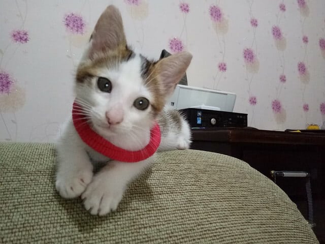 Si ganteng Popo