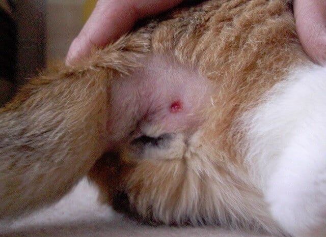 Cara Mengobati Luka Kucing
