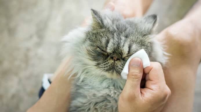 Kucing Sakit Mata
