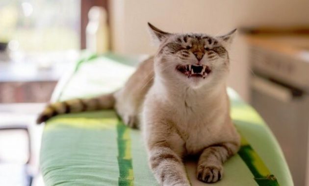 Mengobati kucing bersin-bersin