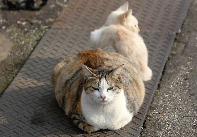 Manfaat Steril Kucing