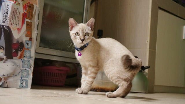 Kucing Dibuang