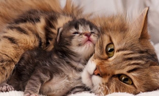 Tanda Kucing Akan Melahirkan
