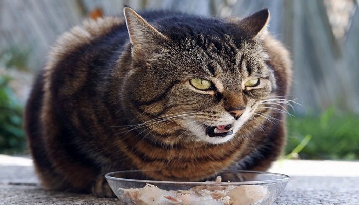 Cara Menggemukkan Kucing