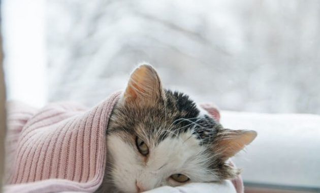 Vitamin Untuk Kucing Flu