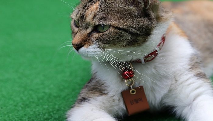 Bahaya Kalung Kucing yang Selalu Tidak Disadari » KucingMania