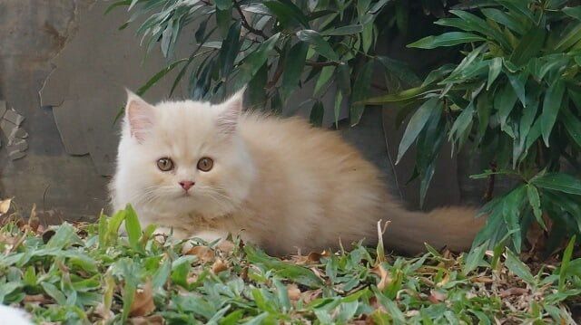 Kucing Persia Medium
