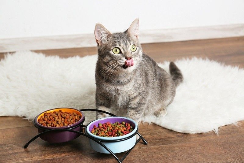 Jenis-Jenis Makanan Kucing