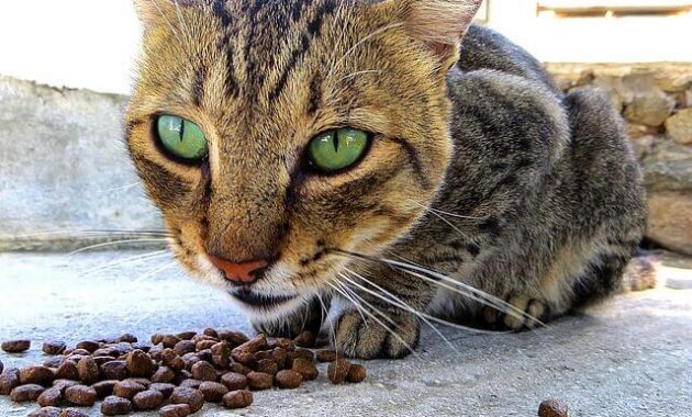 Makanan Kucing Kampung