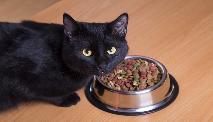 Makanan Kucing Kampung Hemat dan Sehat