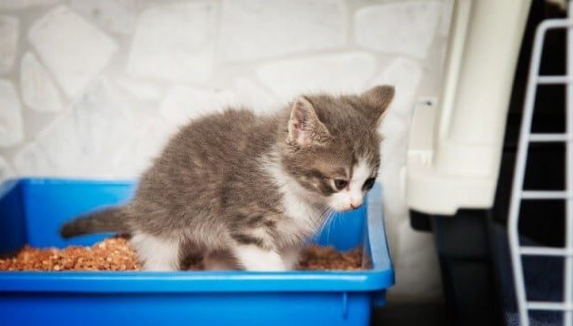 Anak Kucing Mencret? Begini Cara Mengobatinya Mengobati anak kucing mencret