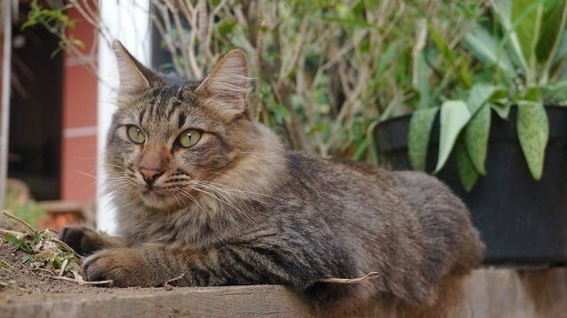 Kucing Mix Dome