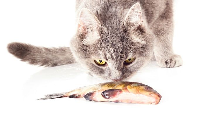 Jenis Ikan yang Baik untuk Kucing » KucingMania