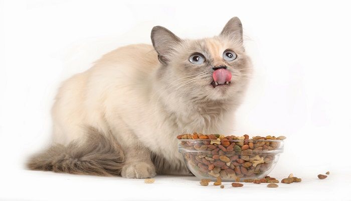 Pilihan Makanan Kucing Murah Harga Hemat