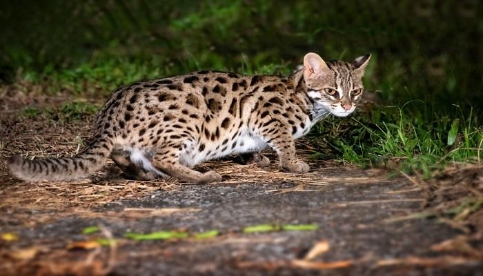 Makanan Kucing Hutan Paling Ideal » KucingMania