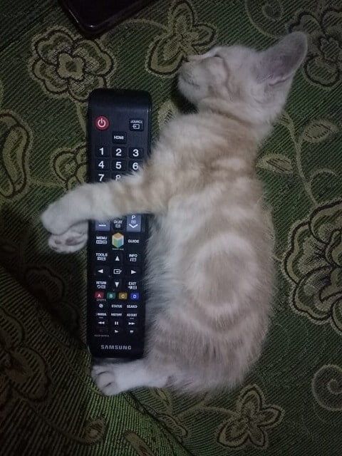 Tayo