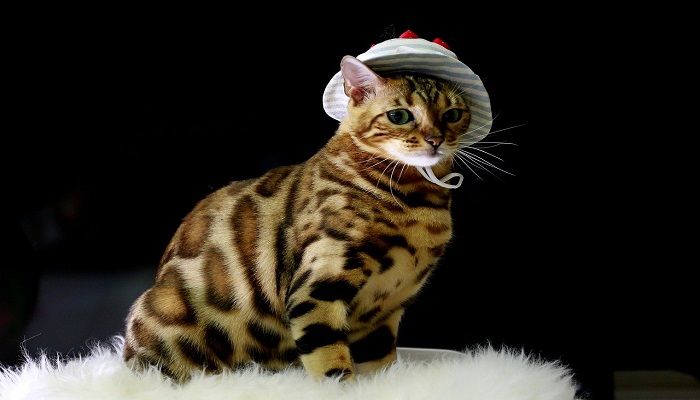 Cara Merawat Kucing Bengal
