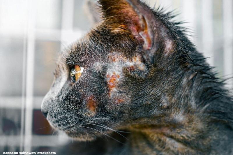 Penyakit Kulit pada Kucing dan Berbagai Penyebabnya Penyakit Kulit Pada Kucing