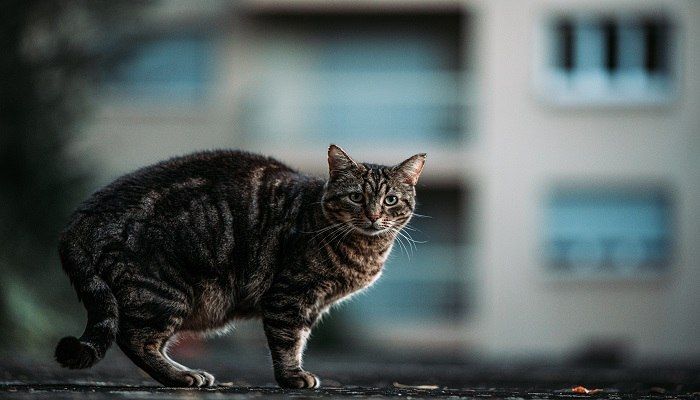 Jenis-Jenis Kucing di Indonesia