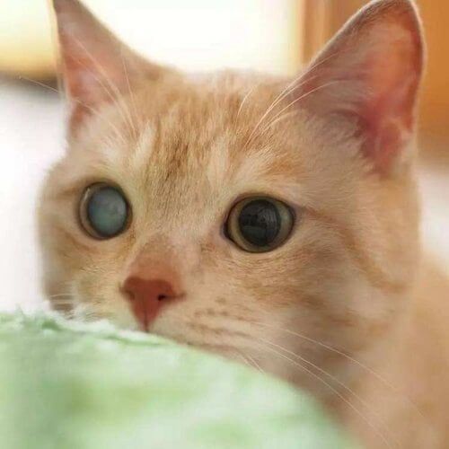 ciri kucing diabetes