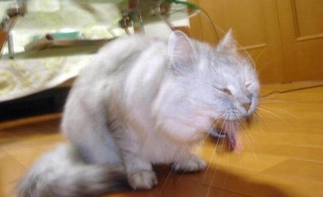Kenapa Kucing Muntah