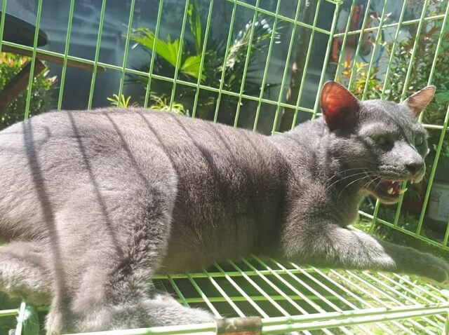 Mengenal Jenis-jenis Kucing di Indonesia Kucing Busok