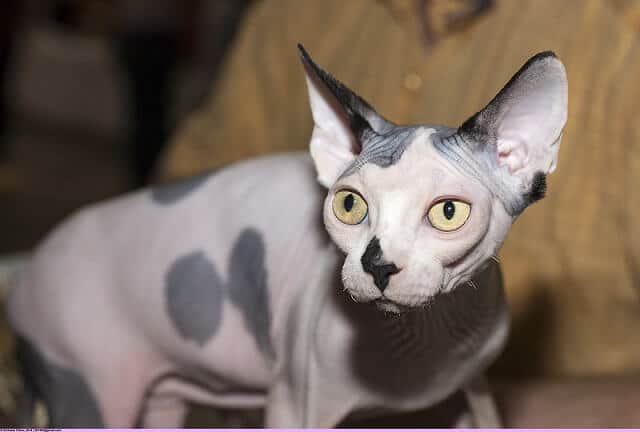 Jenis-Jenis Kucing di Indonesia Paling Populer