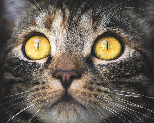 Fakta Tentang Kucing