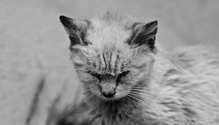 Penyakit Kulit Pada Kucing