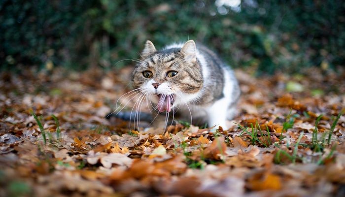 Kenapa Kucing Muntah