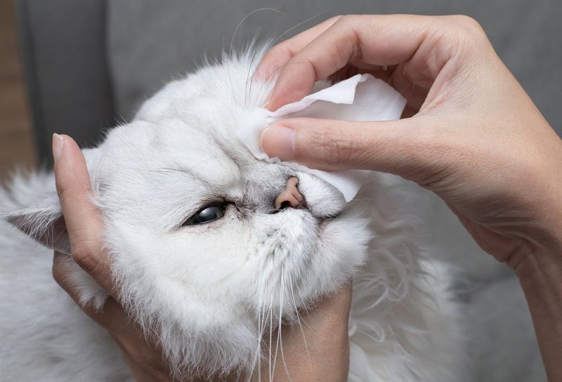 Penyebab Mata Kucing Belekan dan Penanganannya